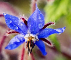Magok 20db Borago Officinalis Egzotikus Virágmagok Szabadtéri Virágoskert Gyönyörű és fényes (Liu Li Ju): 13