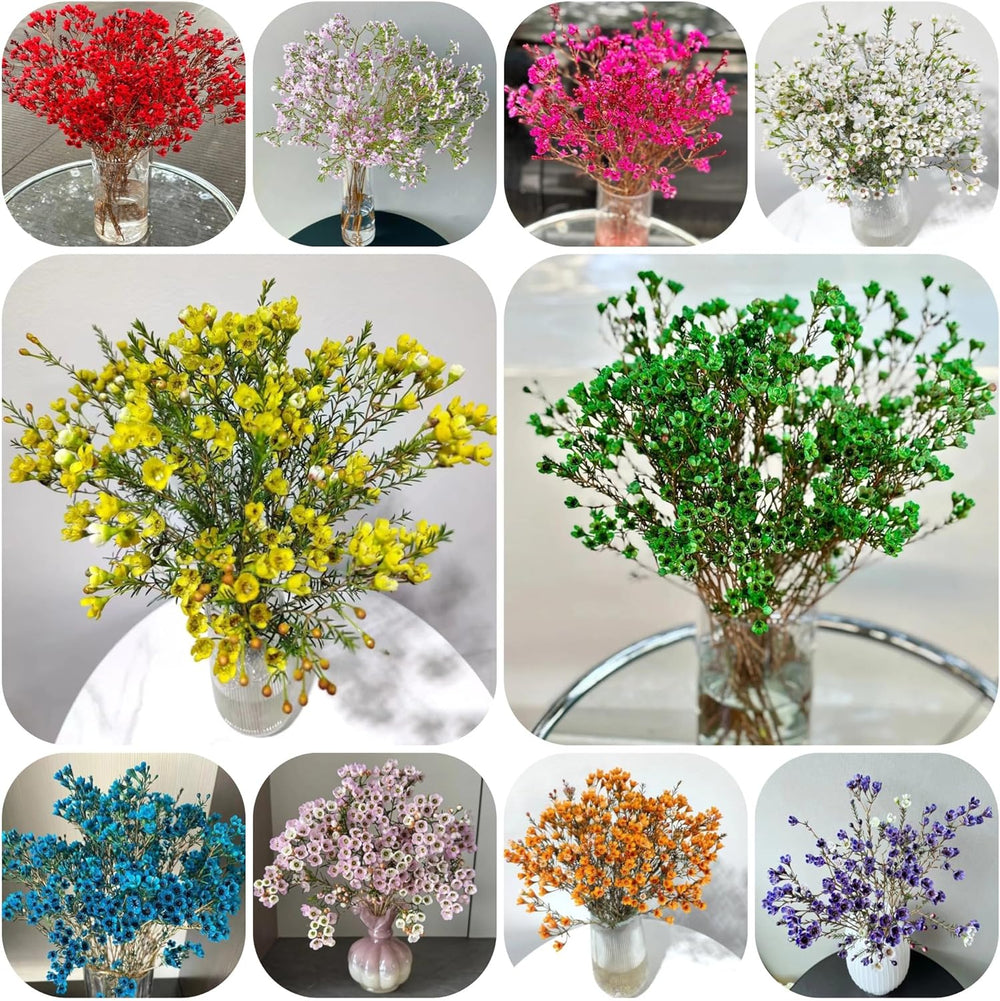 Chamelaucium Uncinatum - Balkonpflanzen Frühlingsblumen Winterharte Gartenblumen Gartendeko Für Draußen Hecken Sträucher Winterhart Blühend Topfpflanzen Nachhaltige Geschenke Garten 130Samen