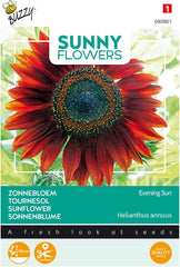 Napos virágok, napraforgók, esti napsütés