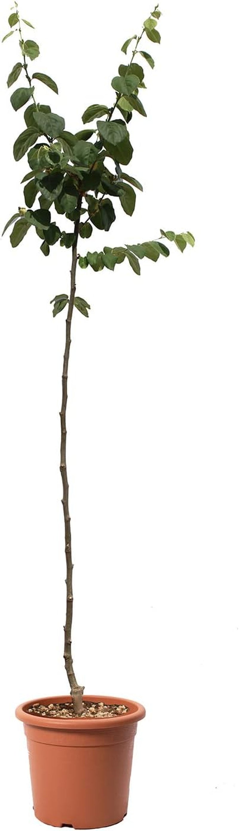 KENTIS – Quittenbaum – Quitten Pflanzen – Echte Outdoor Pflanzen – Garten Obstbaum – Obstpflanzen – Topf Ø 28 Cm