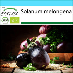 SAFLAX - Geschenk Set - BIO - Aubergine - Black Beauty - 25 Samen - Mit Geschenk- / Versandbox, Versandaufkleber, Geschenkkarte Und Anzuchtsubstrat - Solanum Melongena