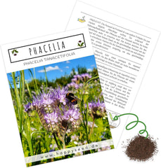 Phacelia Samen Bienenfreund (Phacelia Tanacetifolia) Als Ideale Beimischung FĂŒr Eine Bunte Bienenweide - Der Liebling FĂŒr Bienen & Schmetterlinge