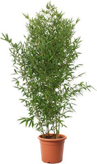 KENTIS - Bambusa Aurea Mit Jutedekoration Für Vase - Bambus Pflanze - Echte Winterharte Pflanzen Für Garten - Balkon Pflanze - Hoch 170-200 Cm Topf Ø 24 Cm