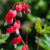 Tränendes Herz, Dicentra Spectabilis - Wildblumen Exotische Blumenbeet Seltene Zimmerpflanzen Frühlingsblume Winterharte Kübelpflanzen Büropflanzen Herbstpflanzen Wiesensaatgut Garten 160Samen