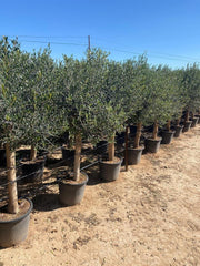 Sunny Tree Olivenbaum Olive '25 Jahre' 160 Cm, A+ QualitÀt, Winterhart, Olea Lechin Winterhart -18