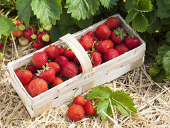 Bio Erdbeerpflanzen Anbau-Set: 40 Gemischte Biologische Erdbeerpflanzen Inkl. Bio Dünger - Sorten: Rumba, Verdi, Malwina, Ostara, Frigo- Erdbeeren Von Erdbeerprofi.De