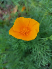 1000 de semințe de mac californian (Eschscholzia californica), pajiște cu flori sălbatice, pășune cu albine.