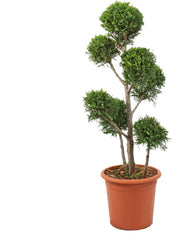 KENTIS - Cupressocyparis Leylandii - Drei Ball Zypressen - Echte Winterharte Pflanzen FĂŒr Garten - H 140-160 Cm Topf Ă 30 Cm