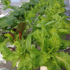 1 rétegű hidroponikus termesztőkészlet 54 ültetővel, PVC talajmentes növénytermesztő rendszerekkel vízszivattyúval, hidroponikus termesztőkészletekkel zöldség- és gyümölcstermesztéshez erkélyeken, kertekben, teraszokon és hátsó udvarokon