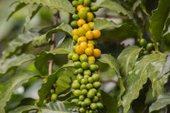 Cafea din Peru | 250g | boabe întregi | boabe 100% Arabica | cea mai fină calitate naturală din America de Sud | cafea din | comerț echitabil