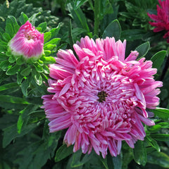 Krallenaster (Callistephus Chinensis) Bio - Ca. 100 Samen Sehr Alte EinjÀhrige Sommerblume Zierpflanze Schnittblume Bienenweide