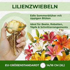 Hardy évelő liliomhagymák – Oriental Lotus Mix – 10 hagyma – Exkluzív holland virághagymák – Kertbe és cserepekbe (nagy mag nélküli hagymák, nem mesterséges)