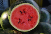 Lot Von 25 Wassermelonensamen Sugar Baby - Frucht Mit 20 Cm Durchmesser Von 2 Bis 3 K