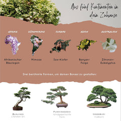 10 bonsai mag 5 kontinensről | Egzotikus famagok egyedi bonsaihoz | Kezdőkészlet és a növények szerelmesei | Bonsai készletünk különleges ajándékötlet