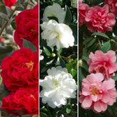 3 db Camellia Gardeners Dream készlet (piros, fehér és rózsaszín) - Hardy örökzöld virágzó cserjék - Hardy kerti növények - Hardy balkonnövények - Hardy cserepes növények