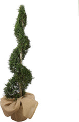 KENTIS - Cupressocyparis Leylandii - Drei Ball Zypressen - Echte Winterharte Pflanzen FĂŒr Garten - H 140-160 Cm Topf Ă 30 Cm