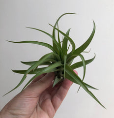 Tillandsien Pflanze - Luftpflanze Echt - Air Plants - Tilldandsia - 1 X Quallenpflanze Mit Seeigel Aus Blauem Glas - Bromeliengewächs - Spanisches Moos - Luftpflanzen Halterung - Trendyairplants