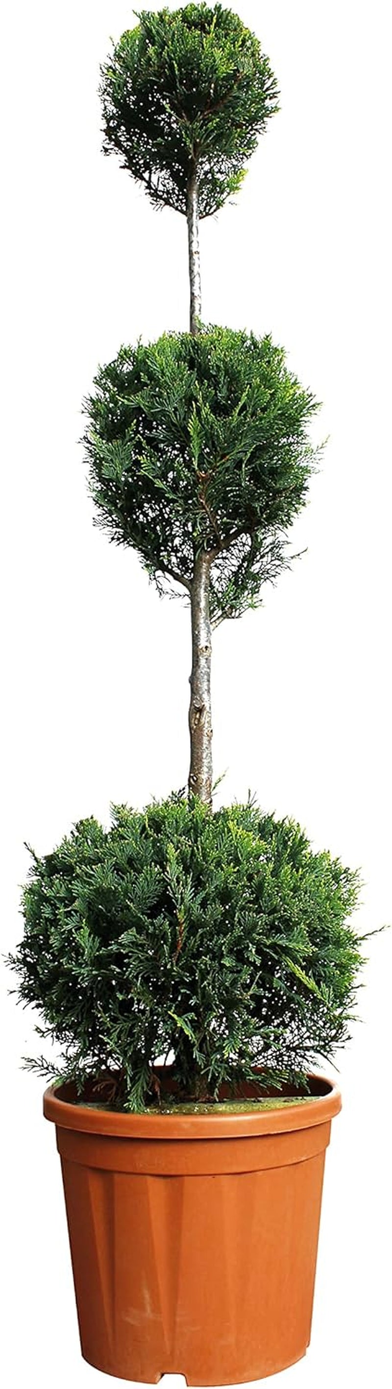 KENTIS - Cupressocyparis Leylandii - Drei Ball Zypressen - Echte Winterharte Pflanzen FĂŒr Garten - H 140-160 Cm Topf Ă 30 Cm