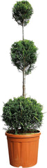 KENTIS - Cupressocyparis Leylandii - Drei Ball Zypressen - Echte Winterharte Pflanzen FĂŒr Garten - H 140-160 Cm Topf Ă 30 Cm
