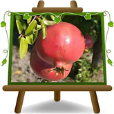 Granatapfel 116/17 - Obstpflanze Auf Blumentopf 20 - Baum Max 170 Cm – 2 Jahre Anbau Italien