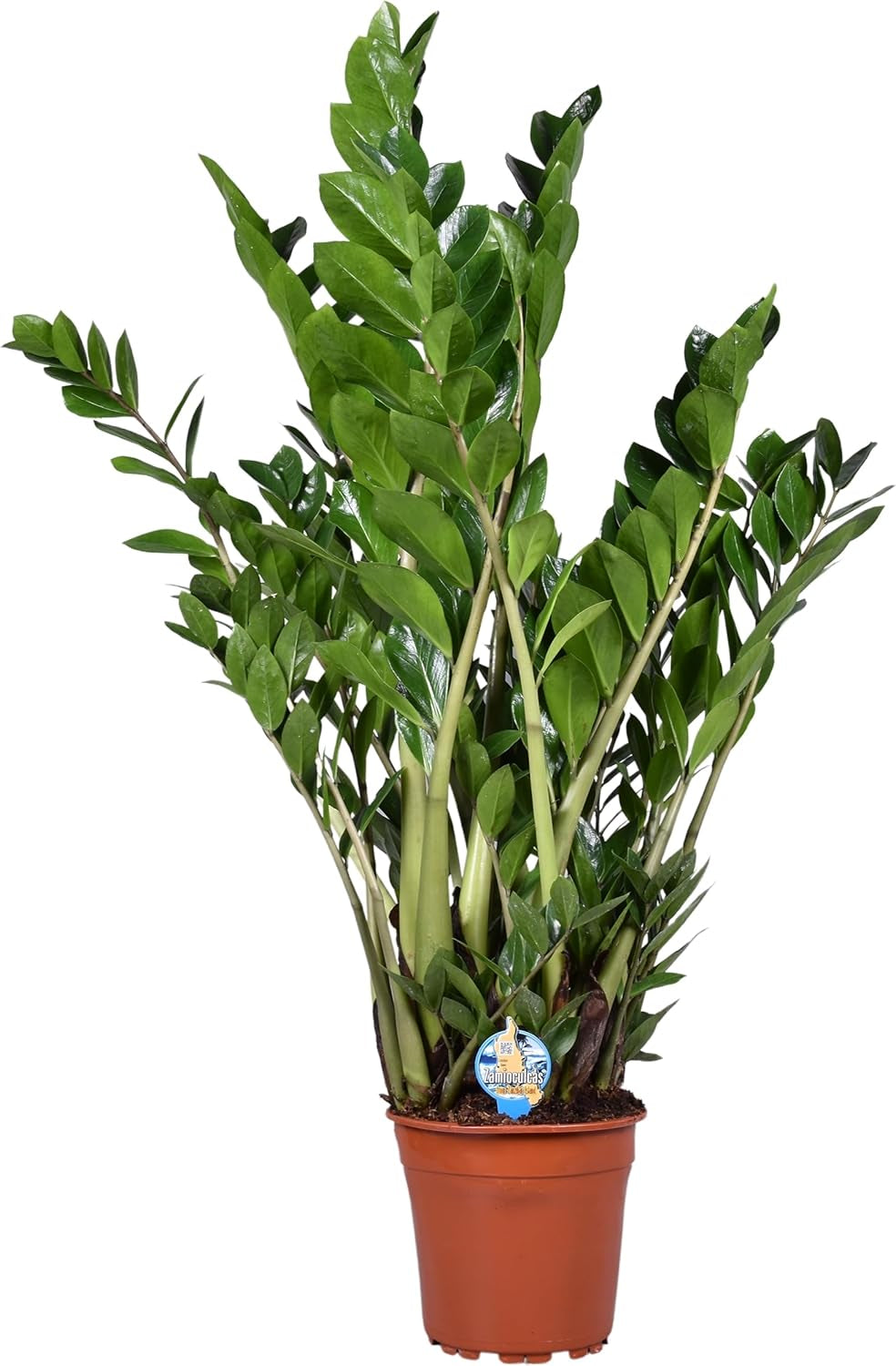Zamioculcas Zamiifolia Zanzibar 90 Cm - GlĂŒcksfeder Zimmerpflanze, Pflegeleicht, Luftreinigend, Ideale Dekoration FĂŒr Ihr Zuhause