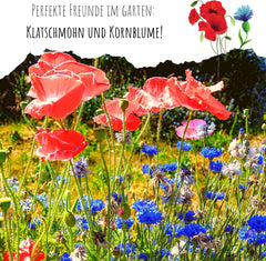 Kornblumen Samen (Centaurea Cyanus) - Wunderschön Leuchtende Blumen Mit Langer BlĂŒtezeit FĂŒr Eine Bunte Blumenwiese (Rot, 1000 Korn, 80 Cm)