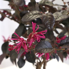 KENTIS - Bonsai Loropetalum - Echter Dekorativer Outdoor-Bonsai - Echte Pflanzen FĂŒr Die Balkonterrasse - H 35-40 Cm Topf Ă 21 Cm