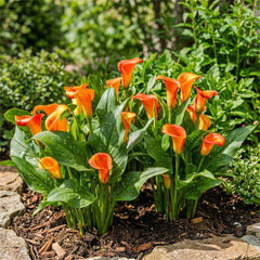 Calla Bulbs Hardy Perennial - Zantedeschia Orange Passion (narancs) - 5 nagy virághagyma - Real Holland Plants - Kertbe és cserepekbe (nem magvak, nem mesterséges)