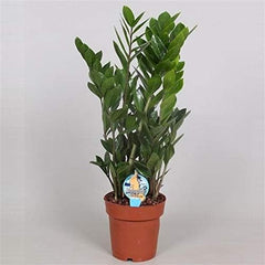Zamioculcas Zamiifolia Zanzibar 90 Cm - GlĂŒcksfeder Zimmerpflanze, Pflegeleicht, Luftreinigend, Ideale Dekoration FĂŒr Ihr Zuhause