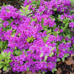 LILA AZALEA JAPANISCHER IMMERGRÜNER STRAUCH ROBUSTE GARTENPFLANZEN IM 2L TOPF X B1