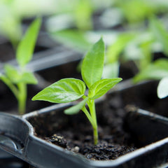Paprika SWEET CHOCOLATE