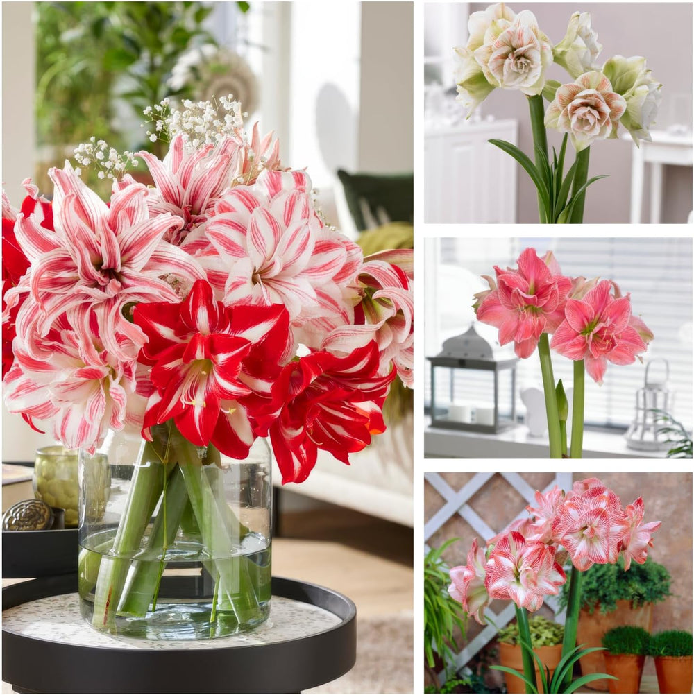 Amaryllis hagymák, dupla kollekció (3 nagy, 26/30-as izzó), Hardy Hippeastrum izzók, tökéletes beltéri és cserepes használatra, exkluzív növények Hollandiából (mag nélküli, viaszmentes)