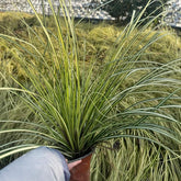 Carex Oshimensis Evergold Sträucher Für Den Garten Seltene Outdoor Ziergräser Gartenpflanzen Für Draußen Steingartenpflanzen Herbst Deko Topfpflanzen Draußen Winterhart Winterharte 500Samen