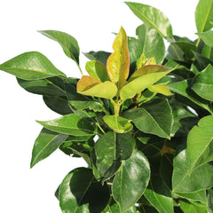 KENTIS - Zwergbirnenpflanze - Pyrus Communis - Echte Freilandpflanzen - Obstbaum - Kulturtopf Ă 24 Cm