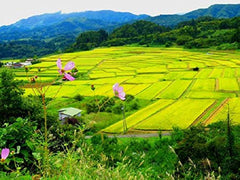 AKAFUJI sushi rizs, Akitakomachi, 5000 g