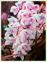 Virághagyma keverék, Mystery Magic Hagyma, Hardy Planting, Winter Hardy Évelő Virághagyma, Hardy Hagyma - 3 Orchidea hagyma