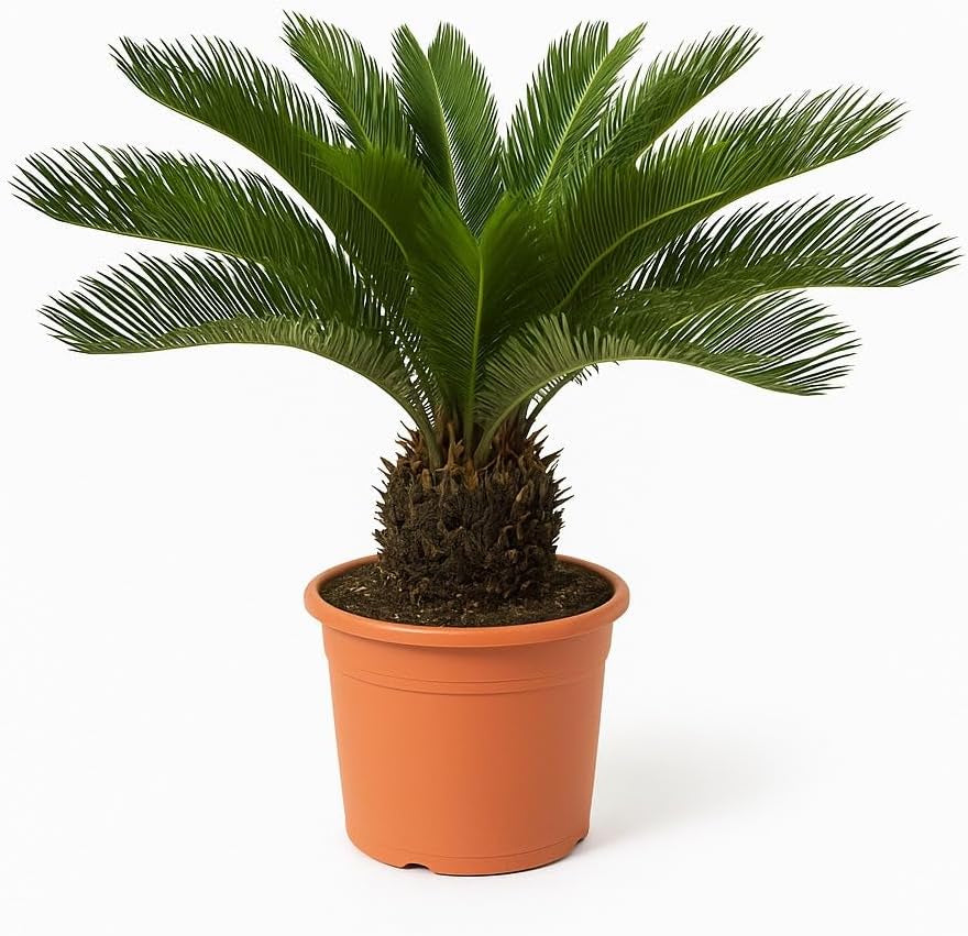 Trendyplants - Cycas Revoluta - Japanische Sago-Palme - Gartenpflanze - Höhe 60-80 Cm - Topfgröße Ø24Cm