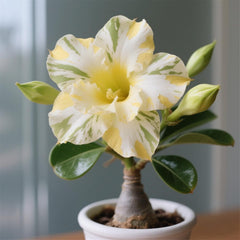 Winterhart pflanzen, Lebende Pflanzen,Mehrjährige Blumenzwiebel ist winterhart, Mysteriöse magische Glühbirne, Blumenzwiebel Mix,3 years-1 Wüstenrose knollen -G