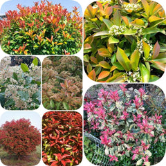 Glanzmispel Red Robin - Outdoor Balkonpflanzen Blühende Sträucher Winterhart Schnell Wachsende Sträucher Bio Bodendecker Hecken Exotische Geschenke Für Gärtner Gartendeko Für 600Samen