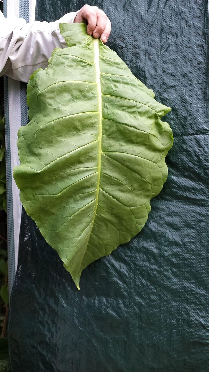 Tobacco Seeds 5x1000 Genuine Smoking Tobacco 5 fajta Virginia, Red Front, Orient Xanthi, Baden Geudertheimer Fresh. Betakarítás 2025