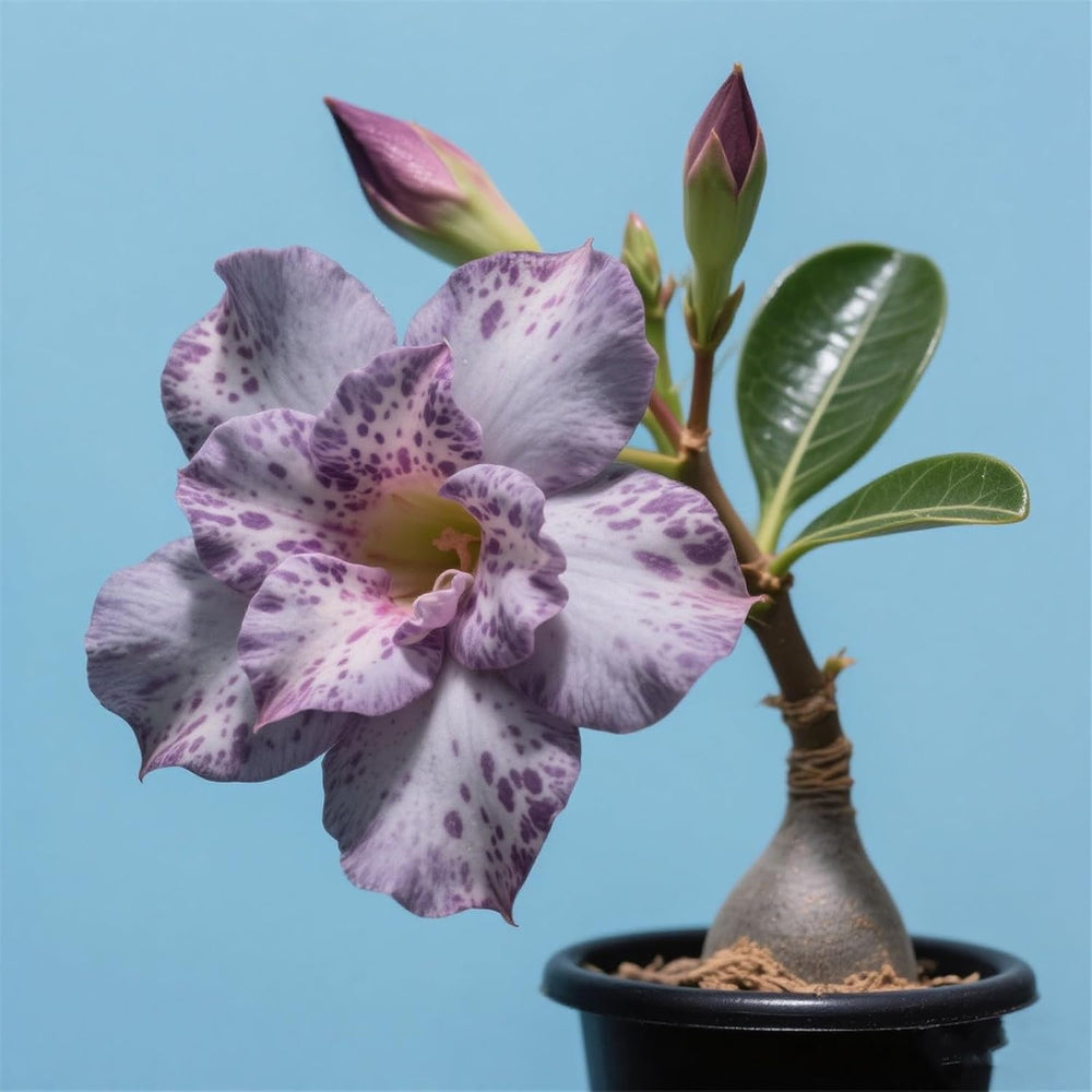 Winterhart pflanzen, Lebende Pflanzen, Mehrjährige Blumenzwiebel ist winterhart, Mysteriöse magische Glühbirne, Blumenzwiebel Mix, 3 év-1 Wüstenrose knollen -G