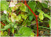 Stk - 10X Begonia Aequatorialis Ziersträucher Garten Pflanzen - Samen ID338 -