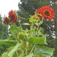 Plant Grow Gift Kit - Sunflower Sunset, cserepekkel, szubsztrátummal és termesztési útmutatóval