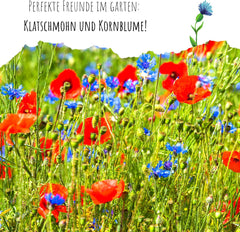 Centaurea cyanus magvak - Gyönyörű és élénk virágok hosszú virágzási periódussal egy színes virágos réthez (Mix, 1000 mag, 80 cm)