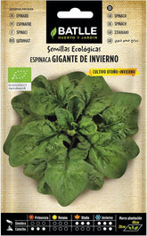 Bio Samen - Winterspinat Gross (220 Samen - Bio)