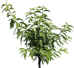 KENTIS - Mandelbaum - Prunus Dulcis - Echte Freilandpflanzen - Obstpflanze - Kulturtopf Ă 28 Cm