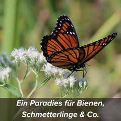 Virágmagok agyagvédő bevonatban méheknek és lepkéknek, 400g. Évelő és télálló növények, amelyek 20 m²-es virágzó tájat alkotnak. Gyönyörű vadvirág magvak színes méhlegelőhöz. Ajándék gyerekeknek.
