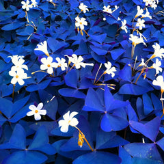 Lebende Pflanzen, Mehrjährige Blumenzwiebel ist winterhart, Winterhart pflanzen, Mysteriöse magische Glühbirne, Blumenzwiebel Mix-4 Oxalis Triangularis Blumenzwiebeln