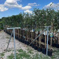 Pfirsiche Mit Gelbem Fleisch Fayette - Obstpflanze Alte Frucht Auf Blumentopf 26 Innestata Su Portainnesto - Baum Max 120 Cm - 4 Jahre Anbau Italien