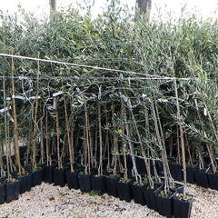 Olivier Olivenbaum Oliven Itrana - Obstpflanze Baum Max 160-3 Jahre Anbau Italien